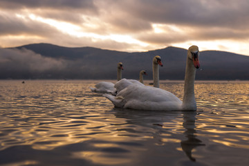 Naklejka premium White Swan feeling romantic and love at Lake Yamanaka with Mt. Fuji background