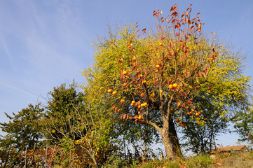 Fototapeta premium Melograno