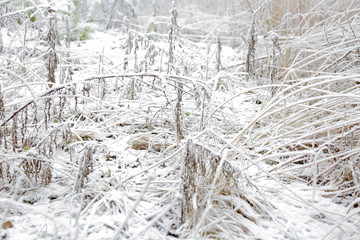 Amazing winter natural background. Frosty grass and plants. White winter