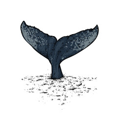 A whale diving into the water. Vector illustration for a postcard or a poster, print for clothes. Sea and ocean.