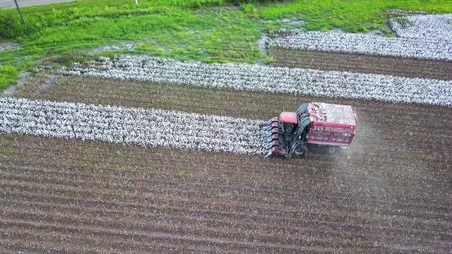 Aerial view large six row cotton picker combine harvester working on field at South Texas, USA. The process from picking to producing cotton bales are automated. Cotton harvest and agriculture concept