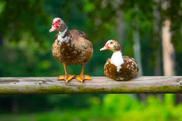 Muscovy Ducks