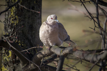 Collared dove (Streptopelia decaocto) is a very beautiful bird