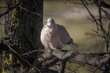 Collared dove (Streptopelia decaocto) is a very beautiful bird