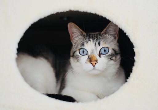Margot