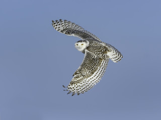 Snowy Owl Female in Flight on Blue Sky