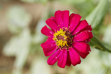 red zinnia on a green background