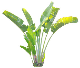 banana leaf on isolate and white background and make clipping path