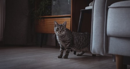 Curious pet cat standing next to the sofa