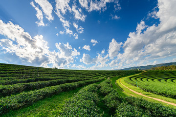 Beautiful tea plantation with white cloud blue sky