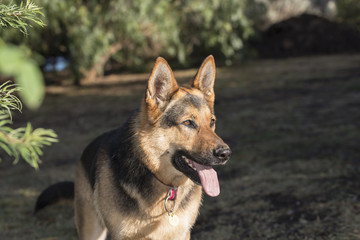 Dog sunny afternoon fun