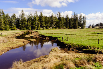 Norris Slough, Pacific County, Washington, Winter 2017
