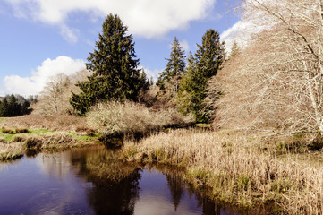 Tributary of Cedar River, Pacific County, Washington, Winter 2017