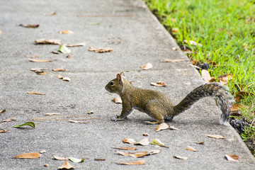 American Red Squirrel