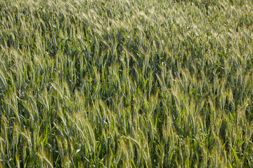 Grain field in the rural landscape.  Harvesting of wheat ears. Gathered crops on field of agricultural farm.