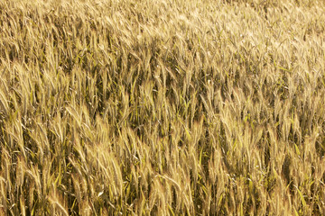 Grain field in the rural landscape.  Harvesting of wheat ears. Gathered crops on field of agricultural farm.