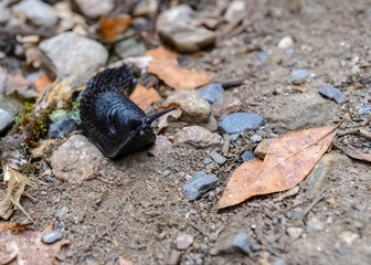 slug close-up