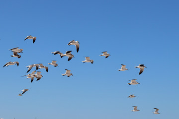 Gaviotas volando