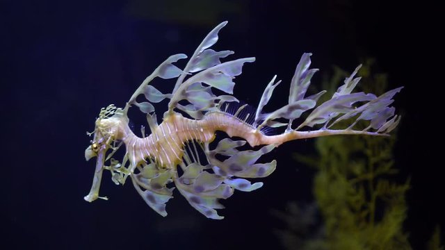 4K Leafy Sea Dragon Seahorse swimming