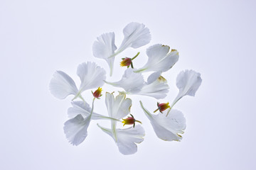 Isolated white carnation petals & succulent bud pattern on lightbox / white background