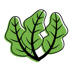 spinach food healthy fresh image vector illustration