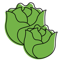 two lettuce vegetable raw fresh food vector illustration