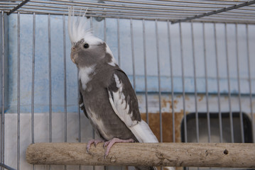 Periquito da especie calopsita preso em gaiola