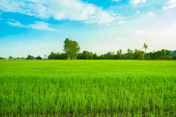 Rice - Cereal Plant, Rice Paddy, Farm, Cereal Plant, Pasture
