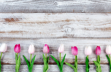 Pink tulips for Easter Holiday on rustic white wooden boards
