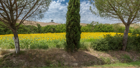 Sunflower field in Tuscany.CR2