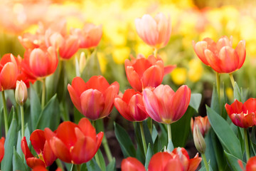 Colorful tulips flowers in the garden. Beautiful bouquet of tulips.