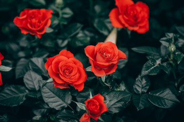 Closeup of roses flower blossoming in the garden