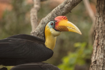 sunda wrinkled hornbill perched high at sunset