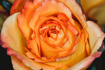 Yellow rose macro close up