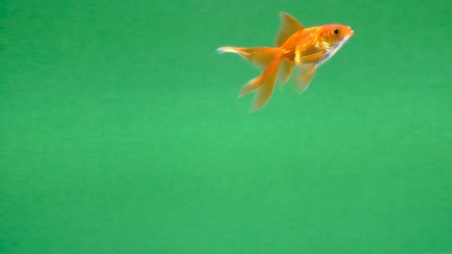 gold fish swims in the water on green screen