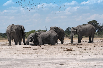 Elephant group at a waterhole in Chope National Park in Botswana