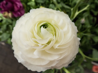 weiß grüne Ranunkel als Nahaufnahme