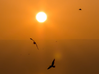 Fototapeta na wymiar Birds in flight at Sunset