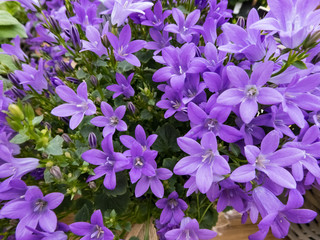 lila Glocken Blumen mit kleinen Blüten als Nahaufnahme