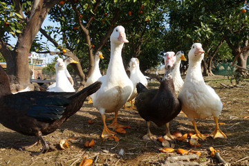 Ducks in farm traditional farming