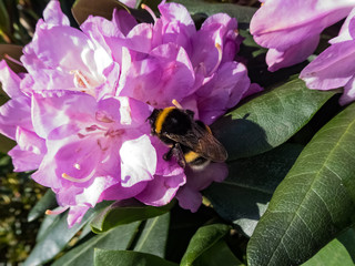 lila rosa Rhododendron mit Hummel als Nahaufnahme