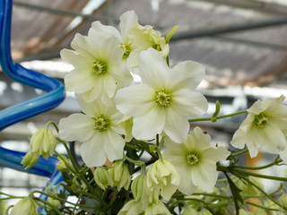 weiße Huldine Clematis Kletterpflanze Waldrebe mit kleinen Blüten als Nahaufnahme