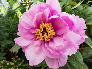 rosa gro&szlig;e Pfingstrose als Nahaufnahme