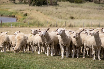 Fototapeta premium Flock of Sheep - New Zealand
