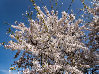 rosa Apfel Blüte mit blauen Himmel
