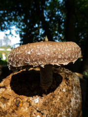 brauner großer Stockpilz als Nahaufnahme