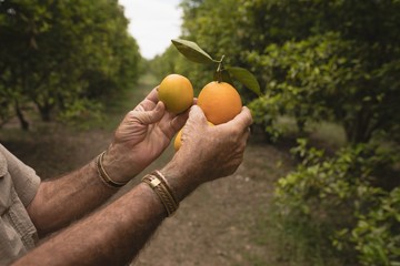 Farmer holding orange fruit 