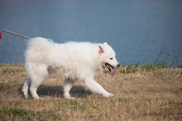 A samoye is  walking by the river.