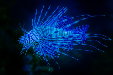 lionfish - Powered by Adobe