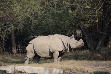 Naklejka premium rhinoceros